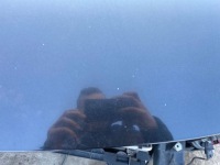 фото thumb №5, Opel insignia a капот z22c