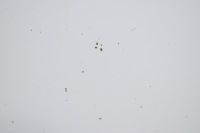 фото thumb №4, Капот кришка двигуна mazda 6 ii gh