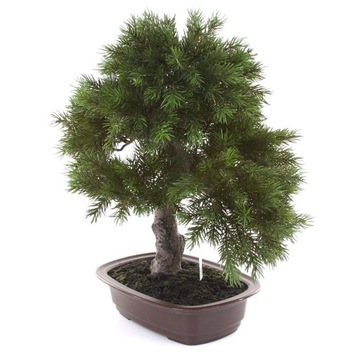 искусственная хвойная сосна BONSAI Pinia 48 см