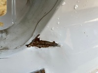 фото thumb №11, Hyundai i30 i-30 iii 3 17- kombi крышка багажника задняя задняя