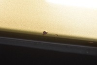 фото thumb №5, Кришка багажника багажника задня задня зелений 25613 chevrolet spark 05-10