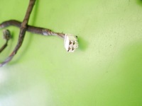 фото thumb №9, Жгут электропроводка правая перед nissan almera tino