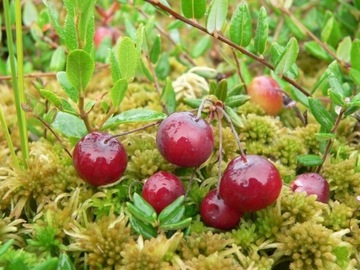 КРУПНОПЛОДОВАЯ КЛЮКВА большие саженцы STEVENS FRUIT