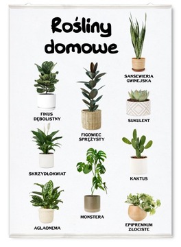 Plakat na ścianę rośliny domowe doniczkowe 50x70