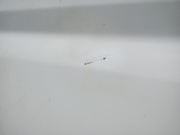 фото thumb №3, Двері передні ліві 249/f citroen jumper ii