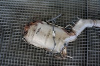 фото thumb №5, Катализатор фильтр fap dpf infiniti fx ii lift qx70 3.0d