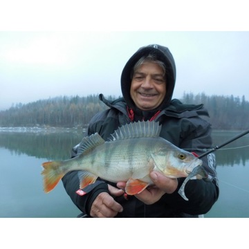 Fox Rage Slick Shad 11см Молодой окунь NSL1147