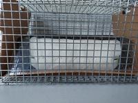 фото thumb №1, Glc w253 подушка воздушная пассажира nowa оригинальный номер