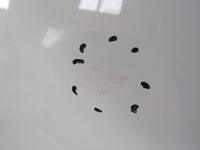 фото thumb №5, Citroen berlingo дверь правое сдвижные