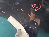 фото thumb №13, Двері зад ліві audi a4 b8 sedan ly9b