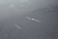 фото thumb №8, Ford focus mk4 дверь правый задняя задние