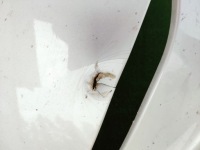 фото thumb №11, Tesla model y my бампер передній перед оригінал