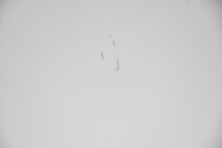 фото thumb №5, Капот кришка двигуна opel insignia a