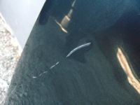 фото thumb №9, Капот крышка двигателя seat ibiza iii 6l lift цвет ls7y