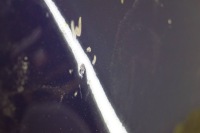 фото thumb №10, Toyota auris i капот крышка двигателя 8s6 m672