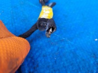 Opel-części | mokka a джгут електропроводка pdc бампера перед 95245966 Зі Шроту, фото thumb