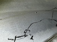 фото thumb №9, Audi a4 b9 lift бампер передний