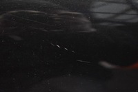 фото thumb №6, Двері праве задня задні tegne renault talisman sedan 12-20