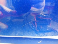 фото thumb №5, Дверь передние правый перед erdd opel grandland x