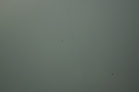 фото thumb №11, Двері лівий перед nissan juke f15 lift 326z