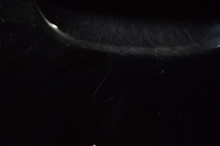 фото thumb №8, Дверь правое задняя задние чёрные mitsubishi colt 6 vi z30 5d 04-12