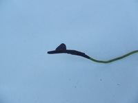 фото thumb №7, Прикурювач роз'єм прикурювача gaz gazelle gazela