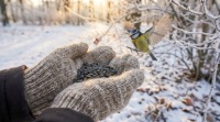 КОРМ ДЛЯ ПТИЦ С ЧЕРНЫМ ПОДСОЛНЕЧНИКОМ 5 КГ