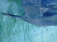 фото thumb №8, Nissan primera p12 hb підкрилок лівий задня