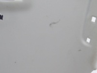 Opel astra k 15-22 потолок универсал anglik rhd uk 39043671 7511767 Недорого, фото thumb