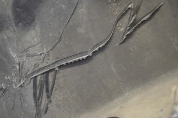 фото thumb №13, Накладка пороговая правая чёрная 1505862 mini cooper one r50 рестайлинг 04-06