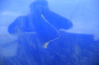 фото thumb №5, Fiat bravo 2 капот кришка двигуна blu 899