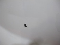 фото thumb №7, Trafic ii vivaro дверь перед левая белый 01-14