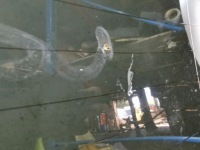 фото thumb №15, Стекло задняя bmw 5 e60 e61