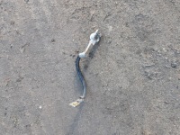 фото thumb №1, Шланг массовый ibiza iv polo 6r fabia 3 1.4tdi