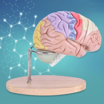 1:2 MÓZGU MODEL LUDZKIEGO ANATOMICZN