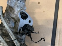 фото thumb №6, A2214602400 рулевая рейка w216 w221 cl трансмиссия