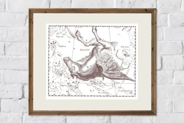 ZIMORODEK ptaki Polski grafika ze starego atlasu ptaków 21x30 (A4)