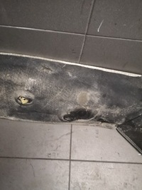 фото thumb №8, Захист теплова вихлоп vw touareg 7l6825661