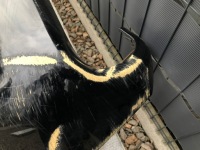 фото thumb №11, Dodge challenger r/t rt бампер задняя lift 2015-