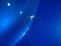 Ford focus km4 2018-2021 рік капот Недорого, фото thumb