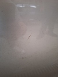 фото thumb №2, Дверь левый задняя renault grand scenic iii