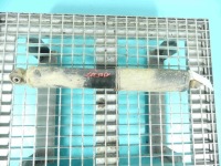 фото thumb №1, Амортизатор задняя левый chevrolet captiva задний