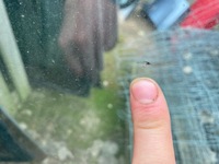 фото thumb №12, Стекло перед передняя ford mustang v 2012r. orygina