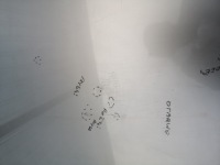 Капот крышка nissan x-trail t30 01-07 с Разборки, фото thumb