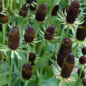 Семена Rudbekia Западный зеленый волшебник многолетние любительские культуры 5 шт семян