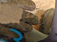 фото thumb №5, Toyota prius iii 09-15 права скло кузовна