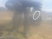 фото thumb №8, Toyota corolla verso дверь правый перед правое