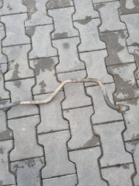 Шланг трубка компрессора воздуха renault premium dxi 11 Доставка, фото thumb