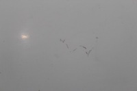 фото thumb №8, Капот перед передня фарбована transporter t4