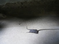 фото thumb №13, Mazda premacy i спойлер спойлер trzeci стоп 20q